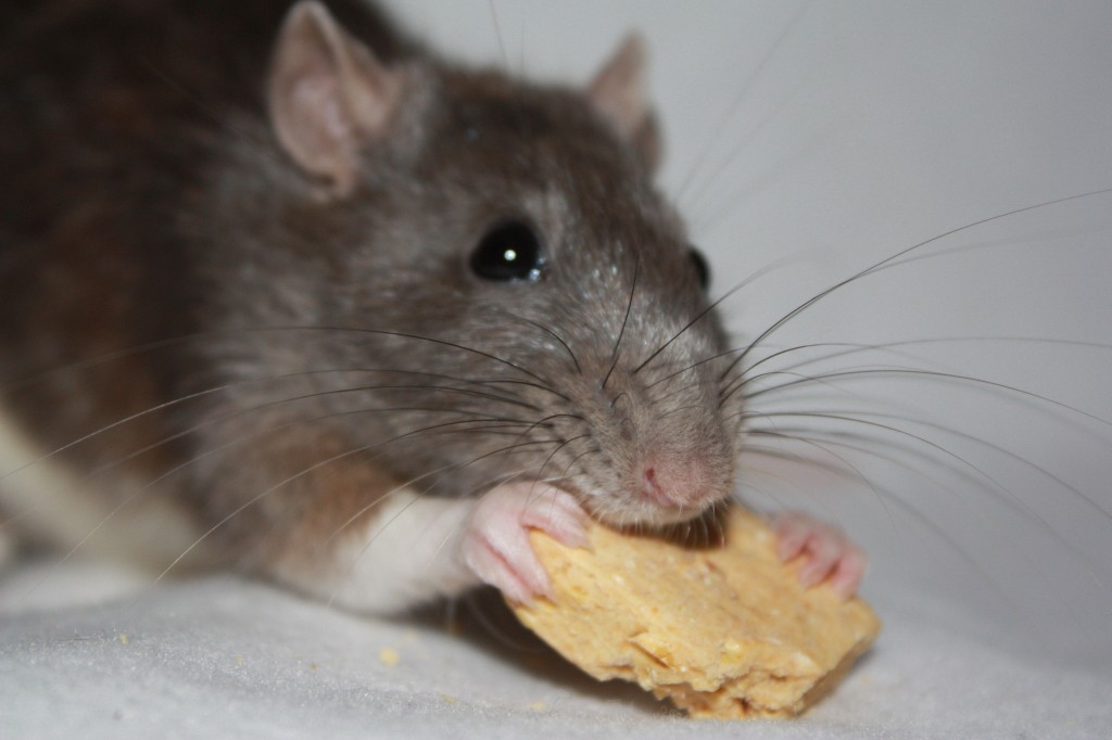rat met koekje